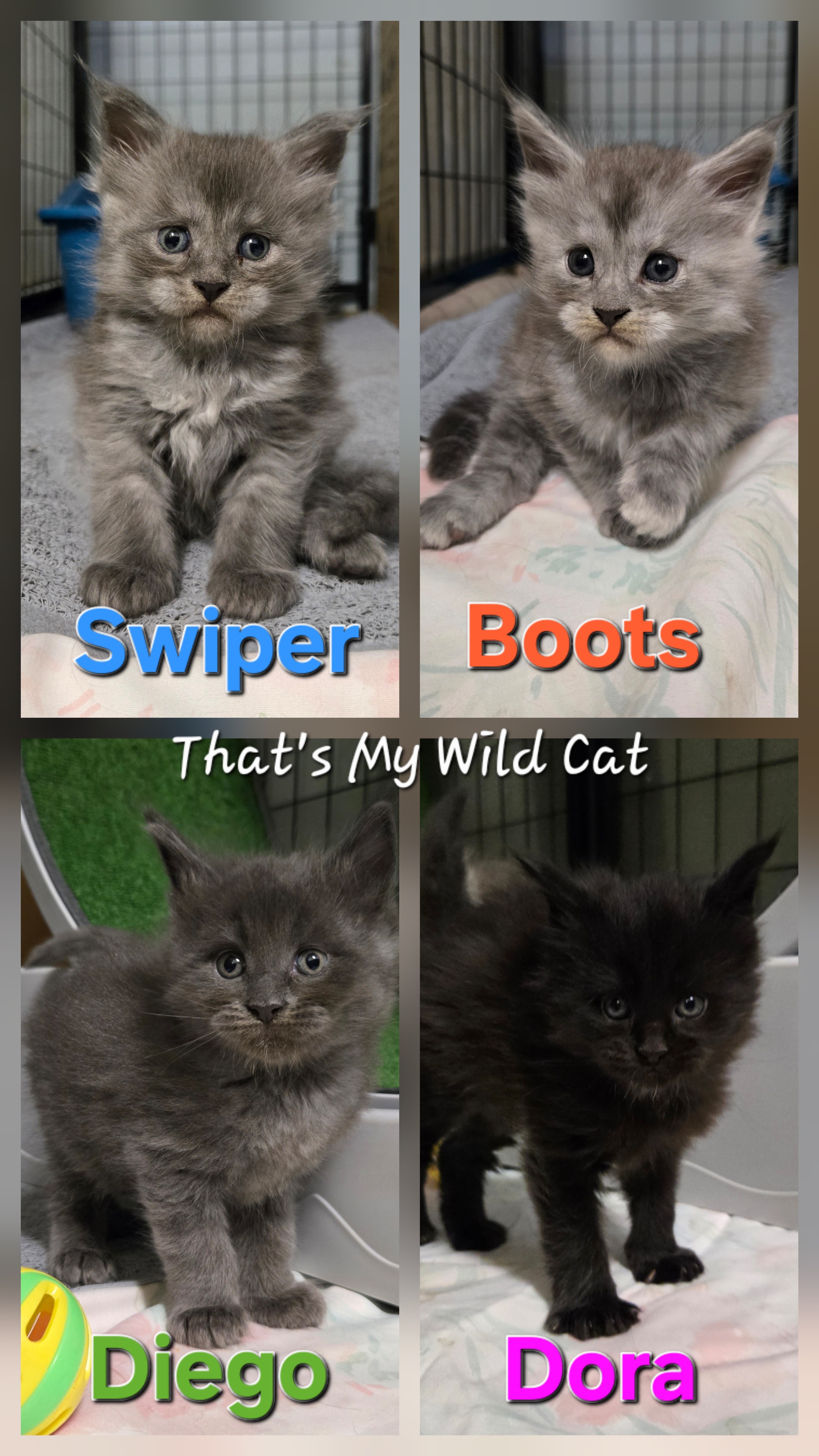 That's My Wild Cat