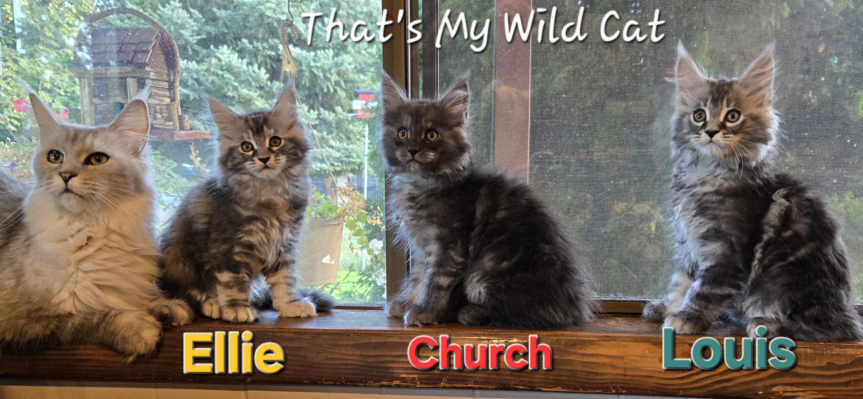 That's My Wild Cat