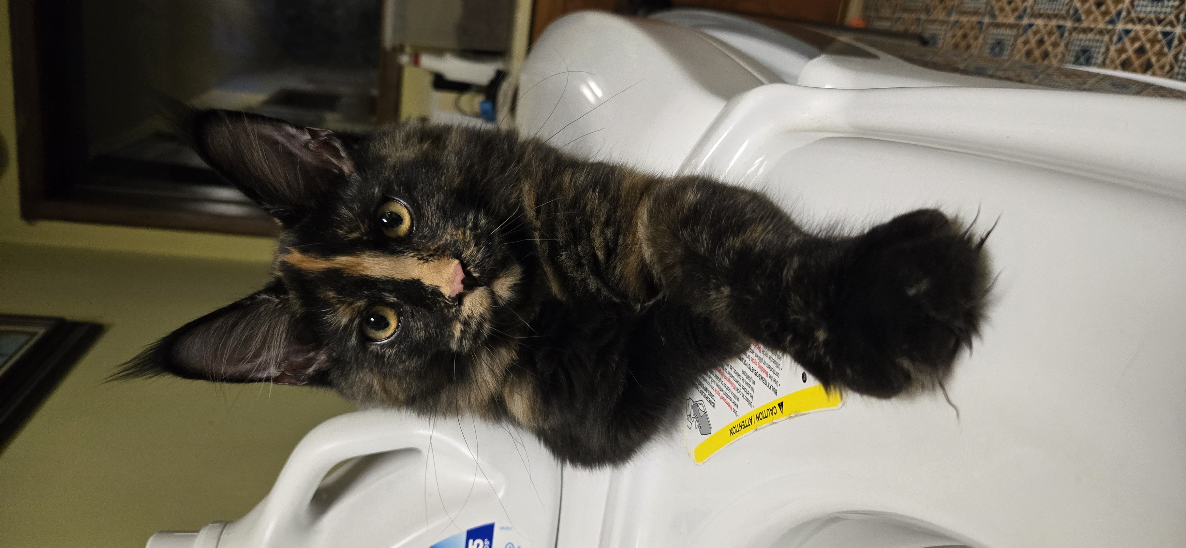 That's My Wild Cat