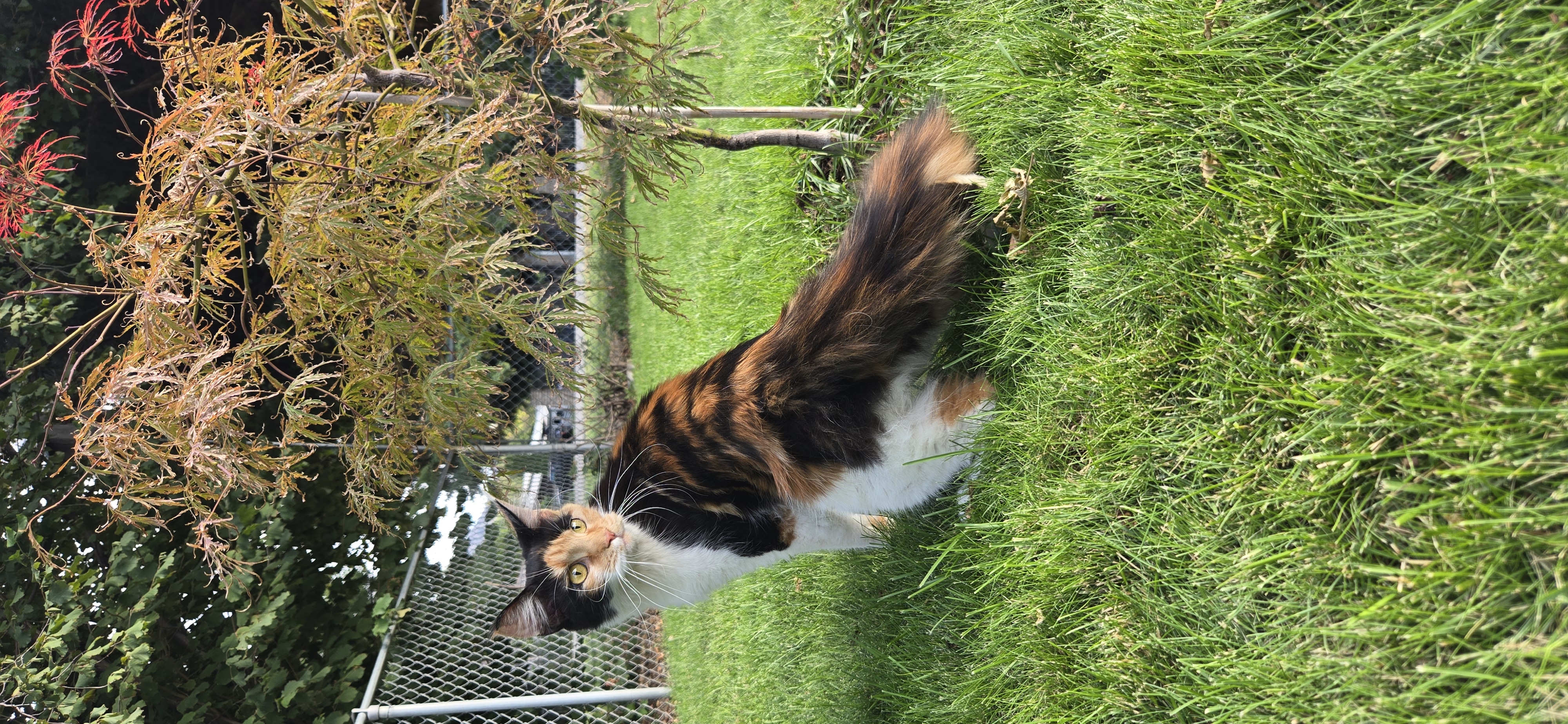 That's My Wild Cat