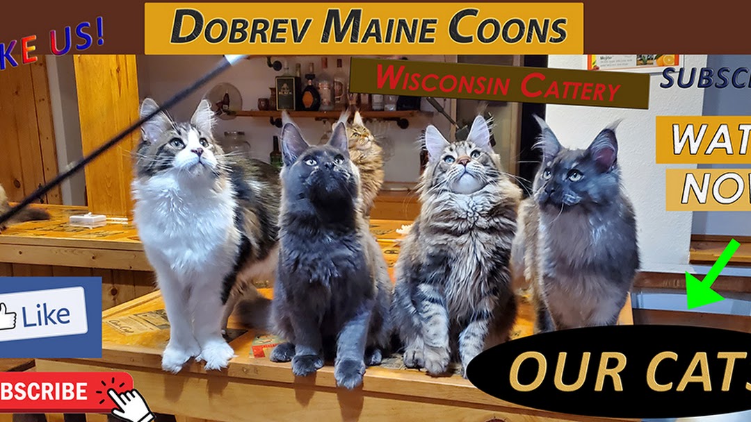Dobrev Coons