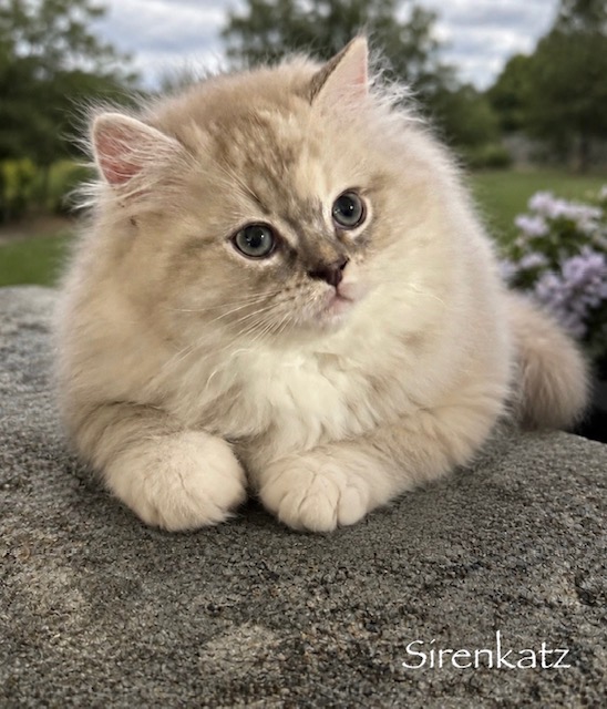 Sirenkatz