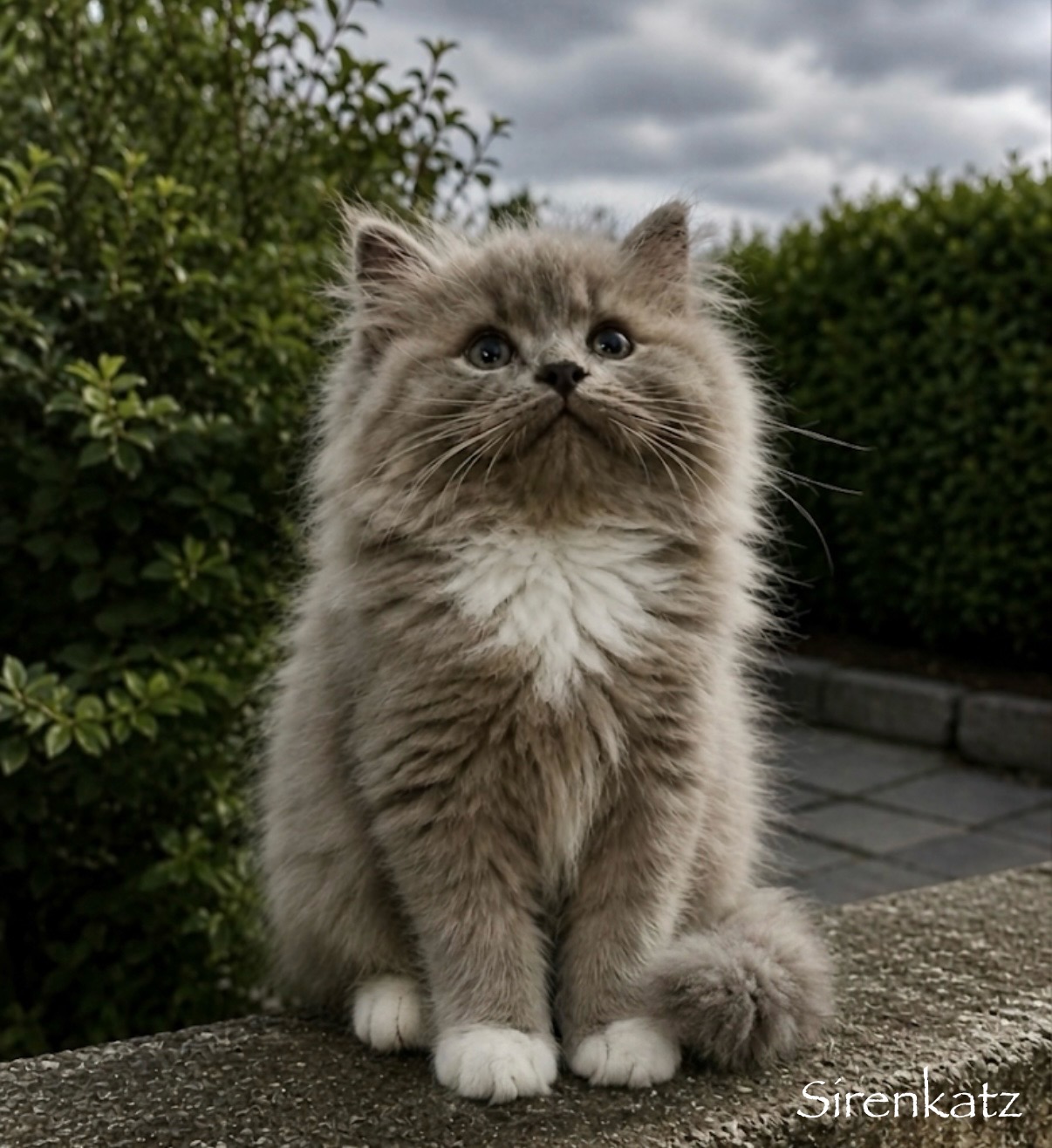 Sirenkatz