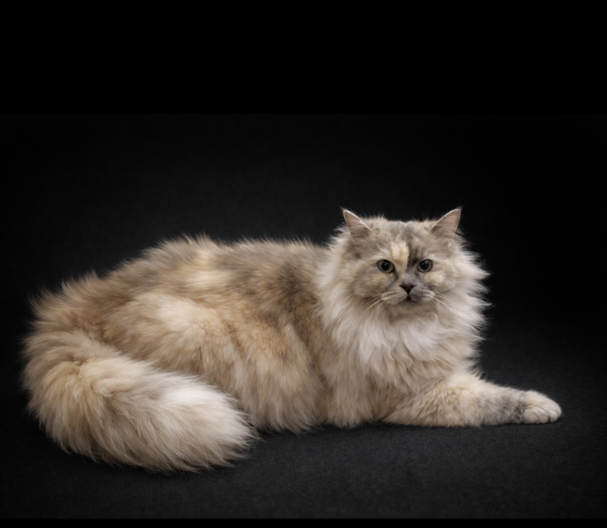 Sirenkatz