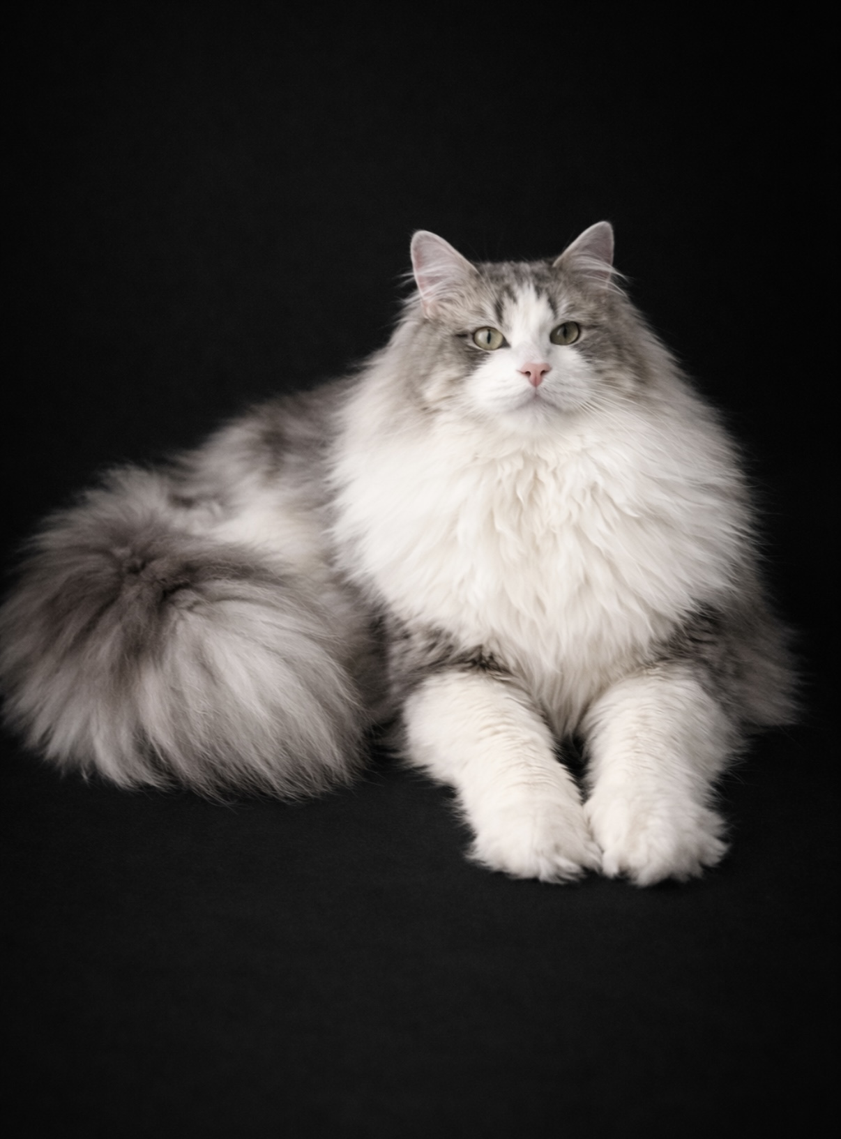 Sirenkatz