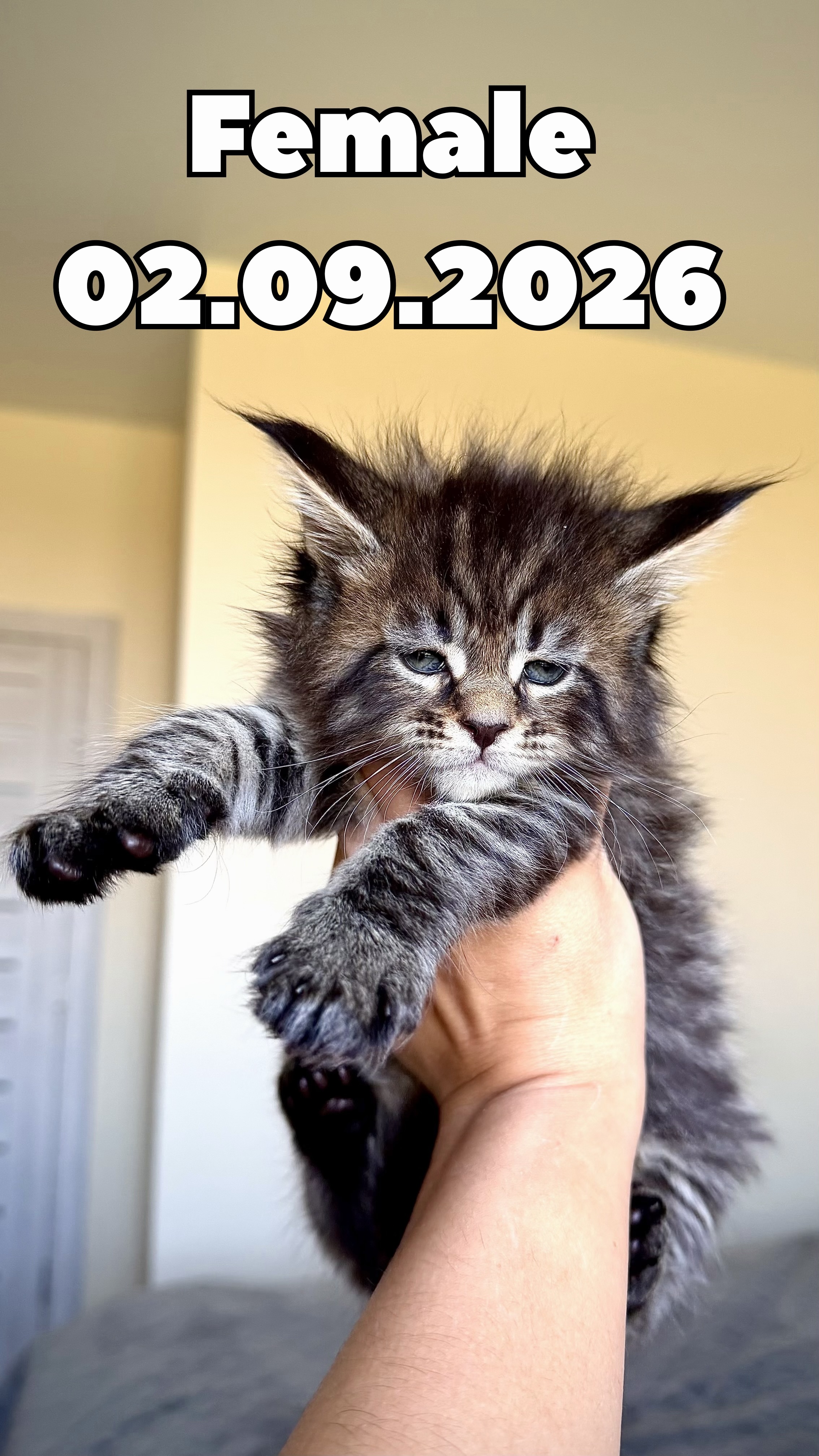 Casa de Gato