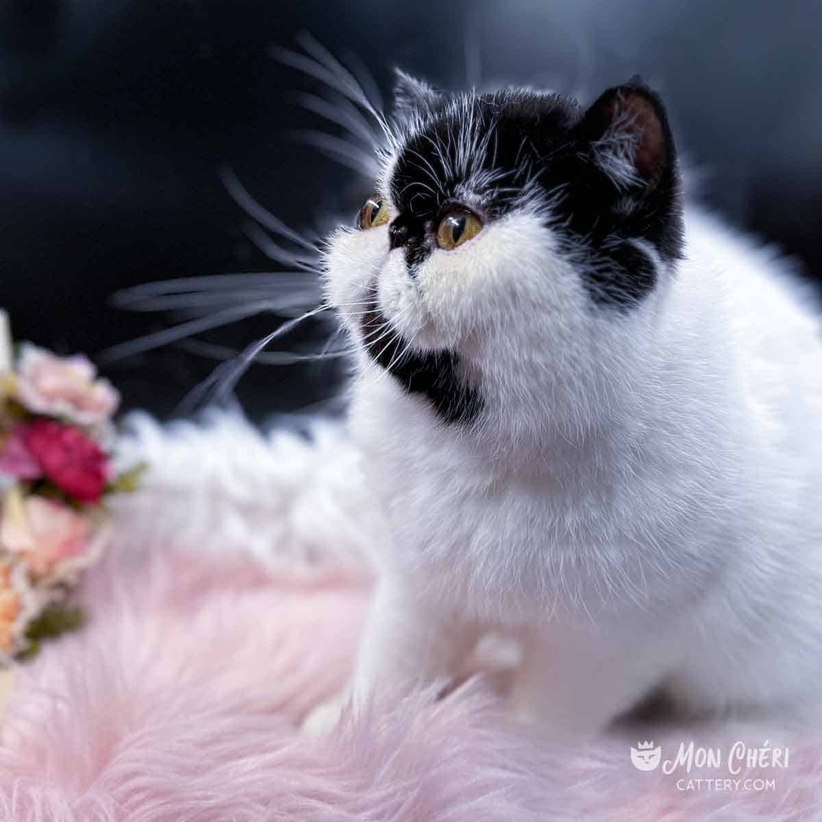 Mon Cheri Cattery