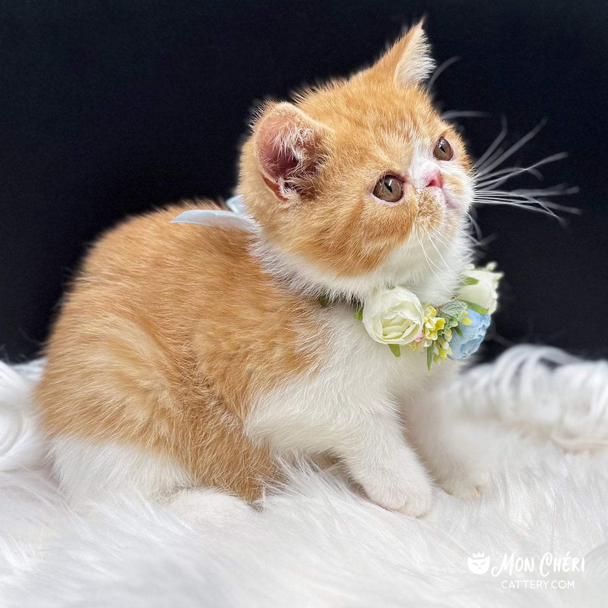 Mon Cheri Cattery
