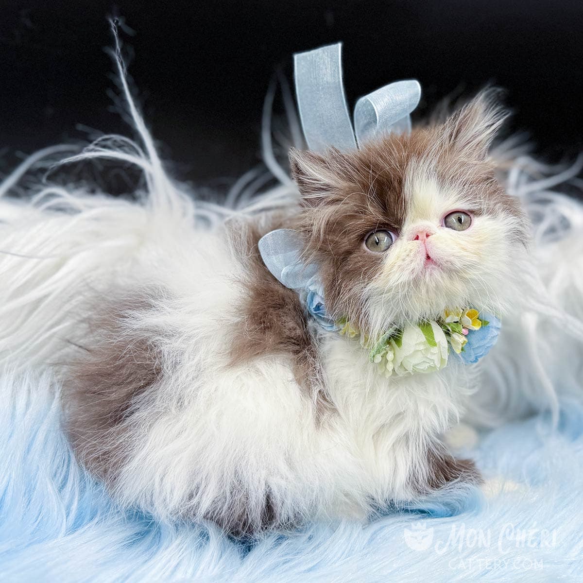 Mon Cheri Cattery