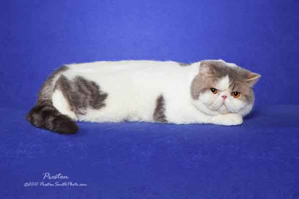 Mon Cheri Cattery