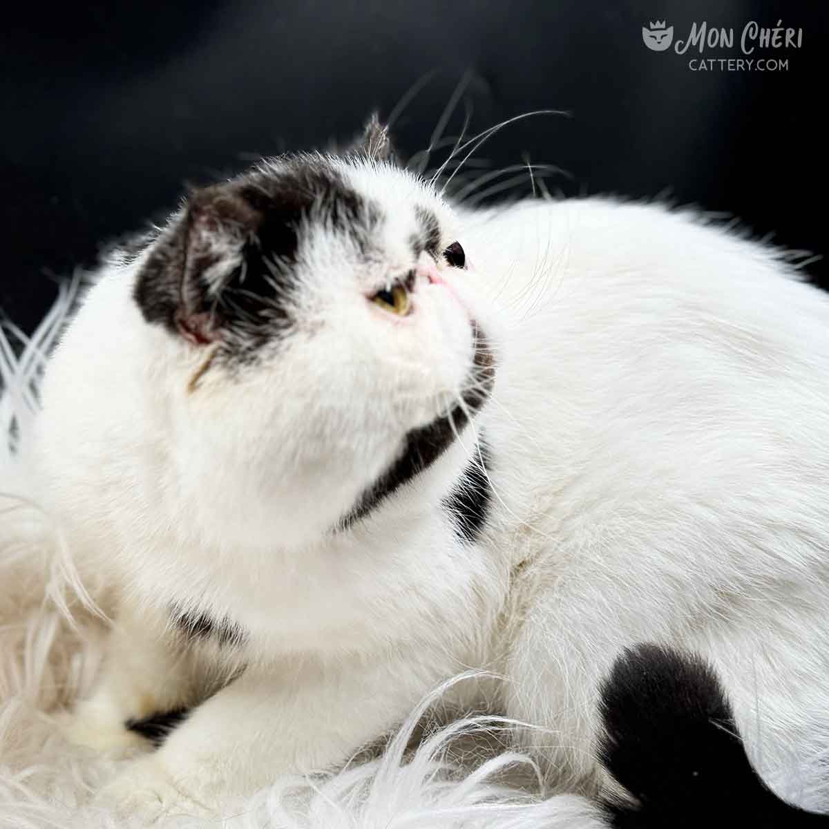 Mon Cheri Cattery
