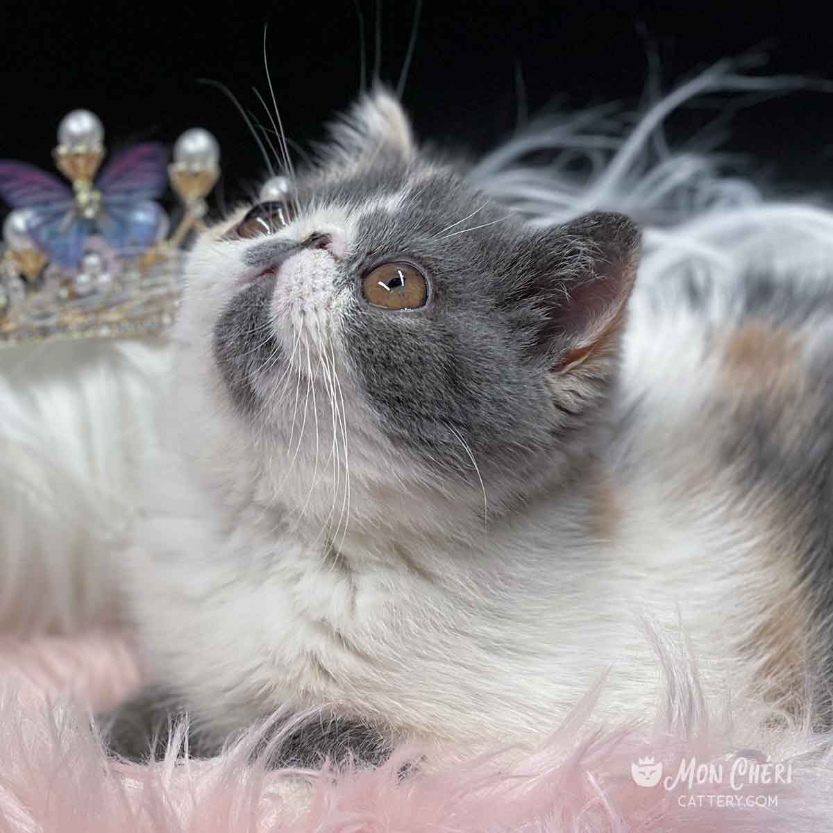 Mon Cheri Cattery