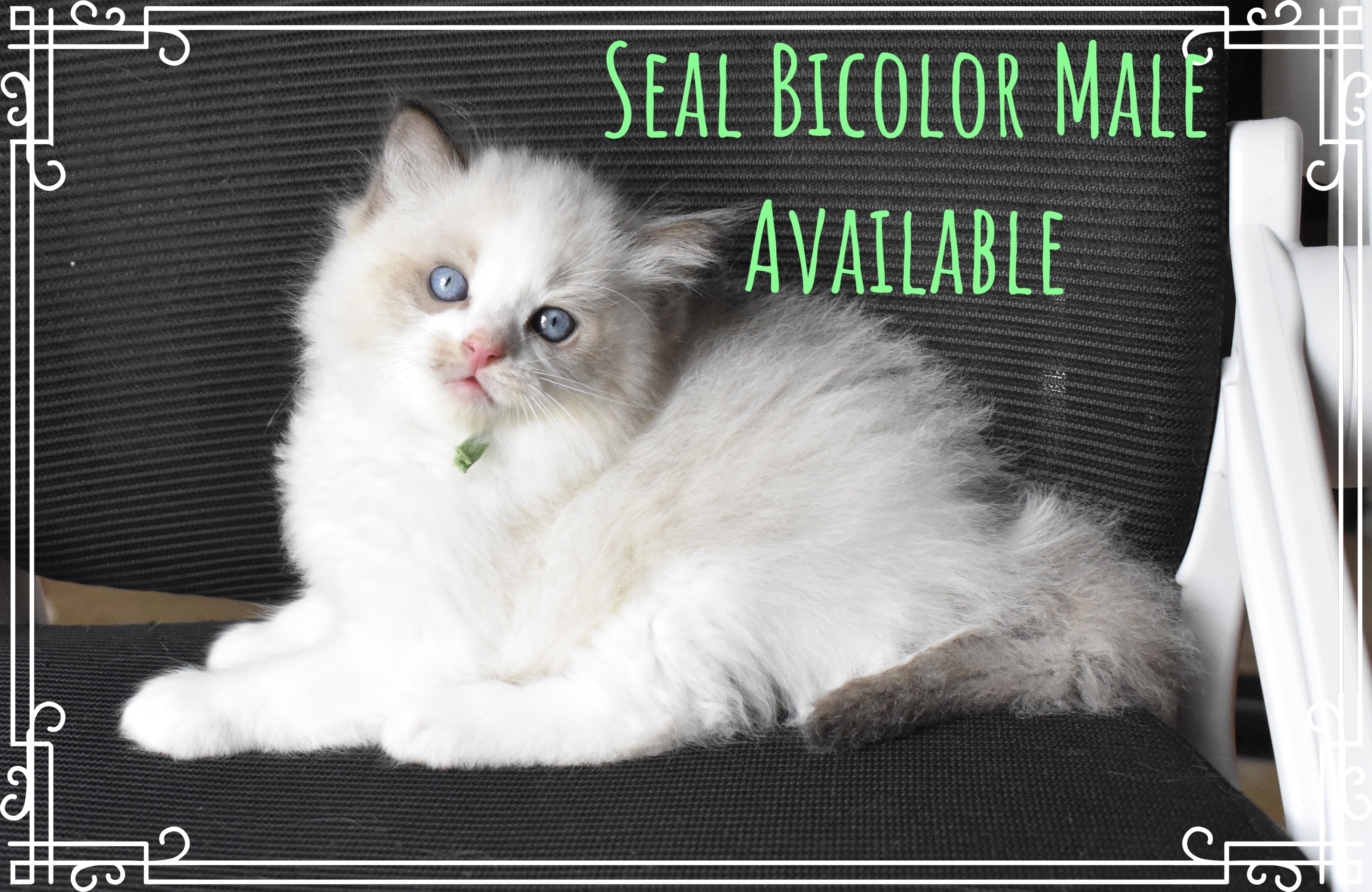 Here Kitty Kitty Ragdolls