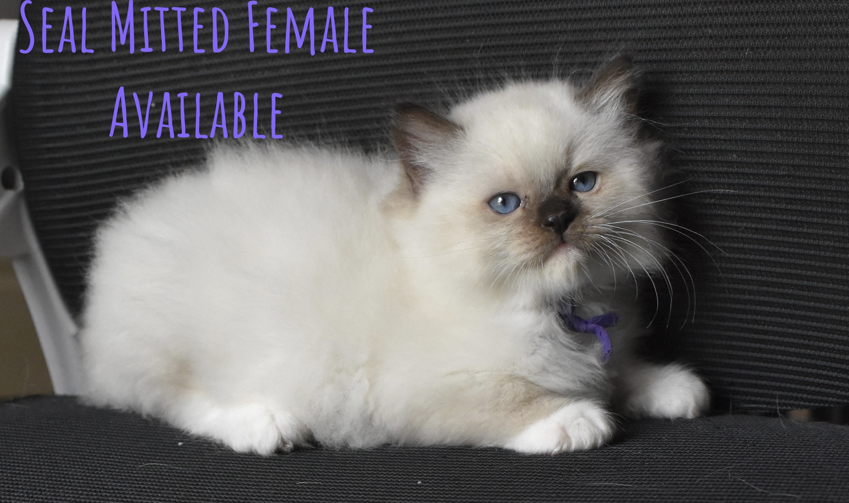 Here Kitty Kitty Ragdolls