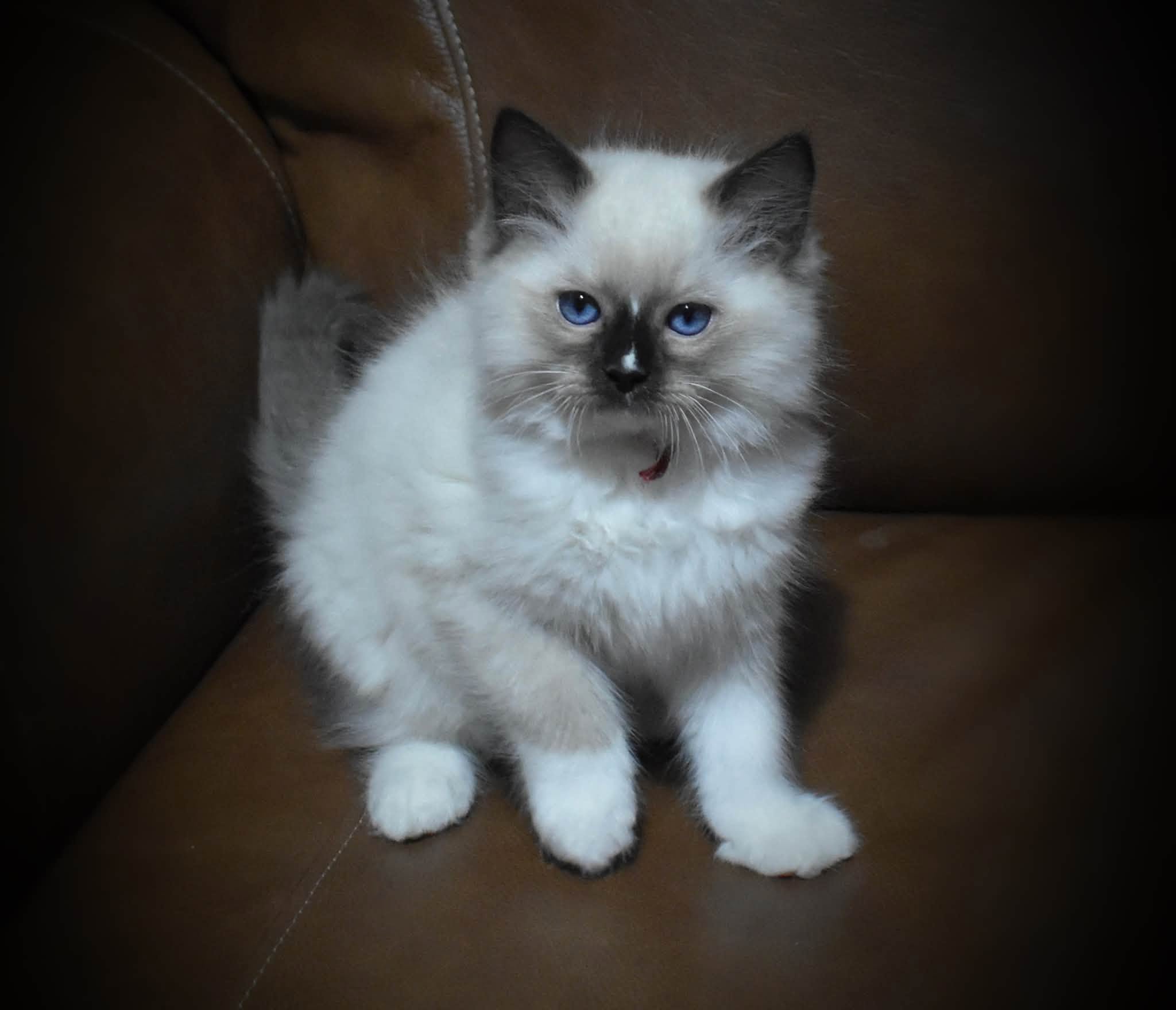 Here Kitty Kitty Ragdolls