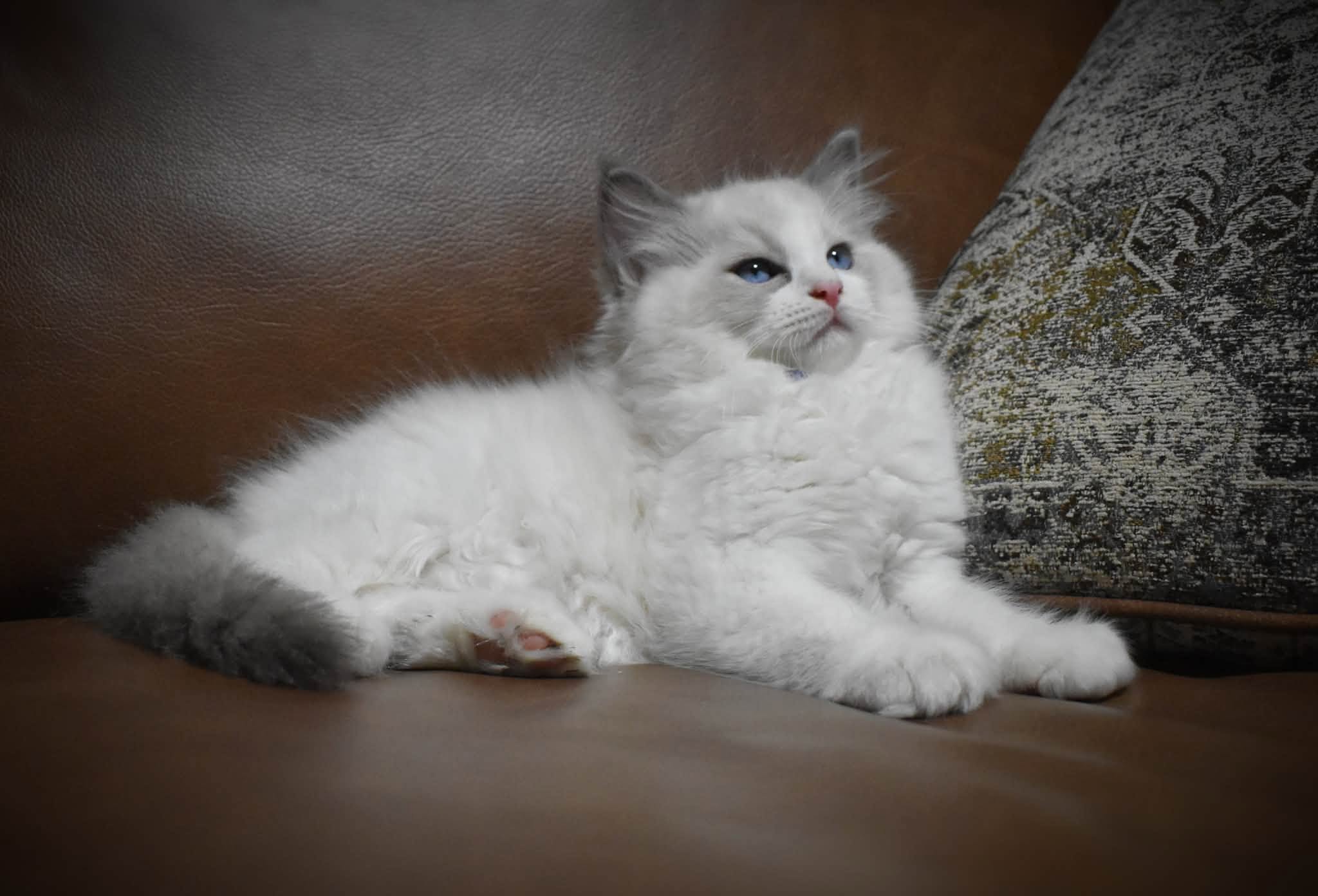 Here Kitty Kitty Ragdolls