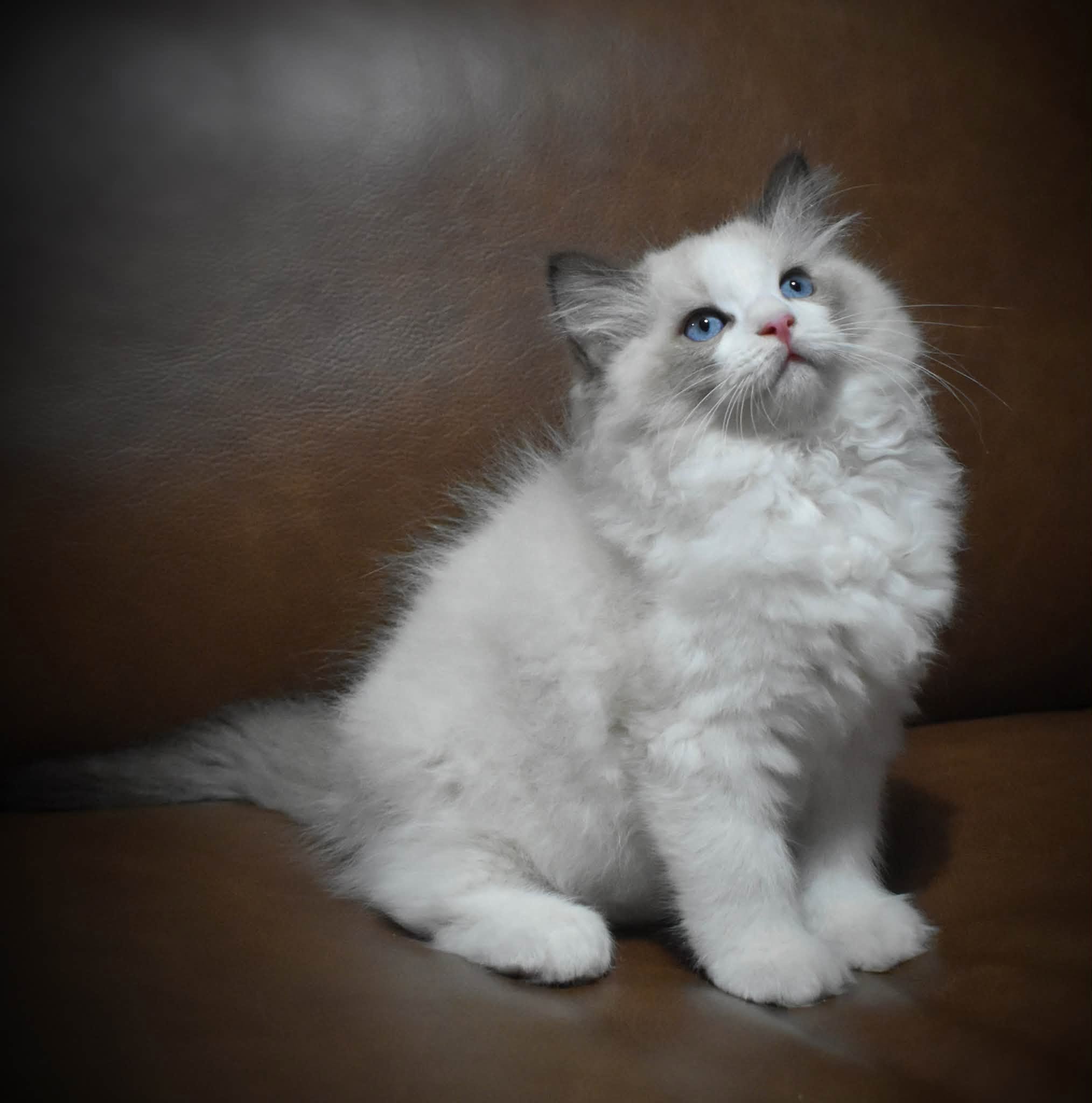 Here Kitty Kitty Ragdolls